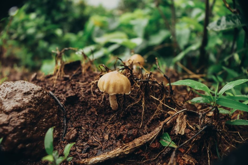 Small mushrooms growing from a damp woodland floor among leaves and wood.